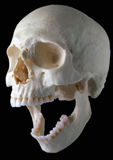harry skull